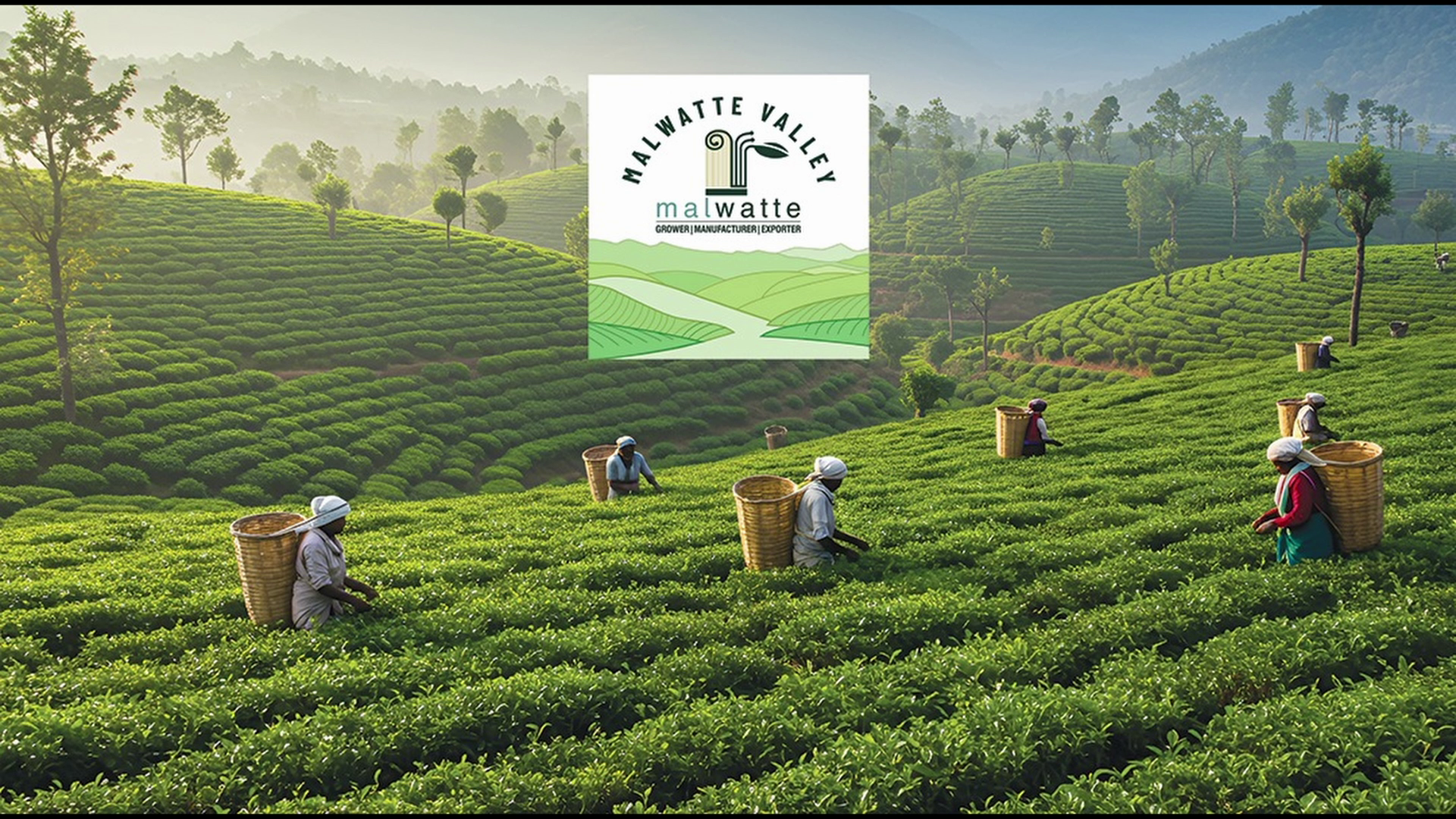 MVPL Tea Product